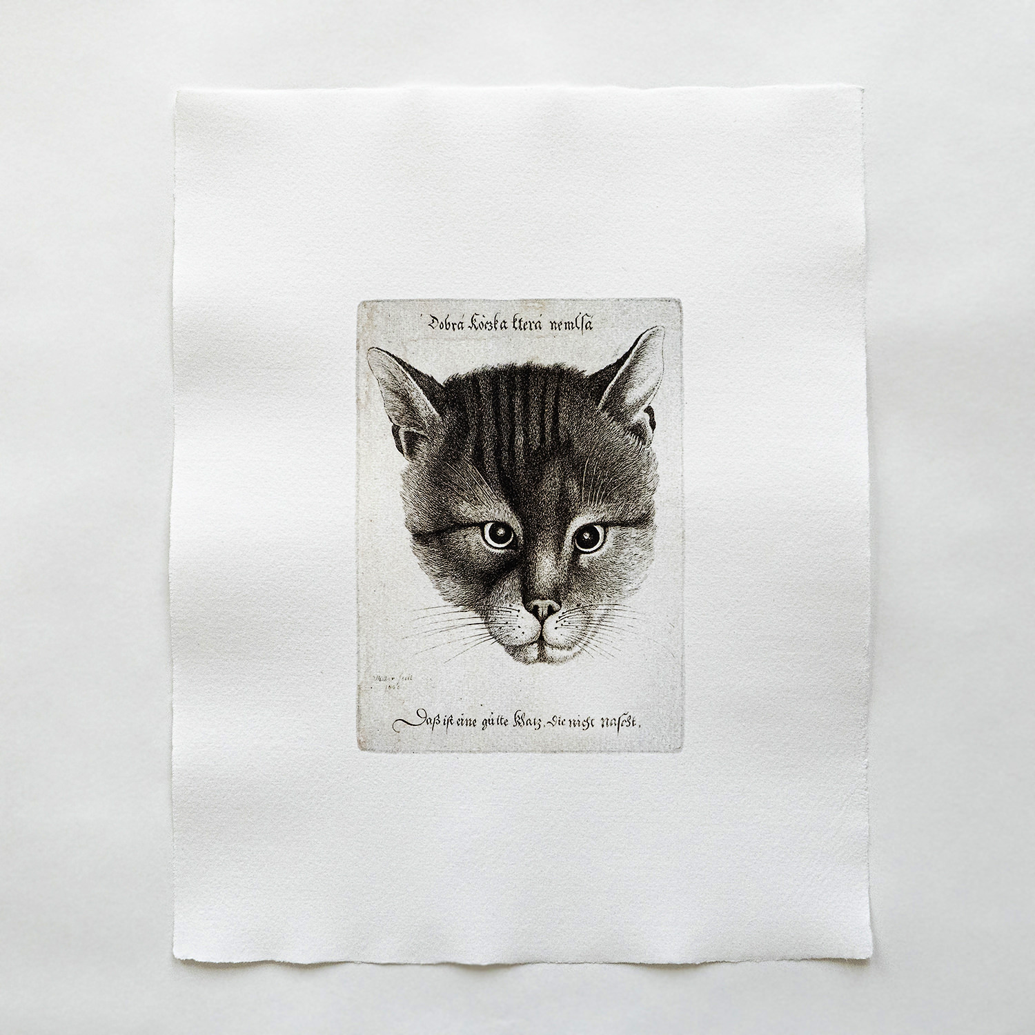 Wenzel Hollar Die gute Katze Radierung Katze Inschrift 17 Jahrhundert