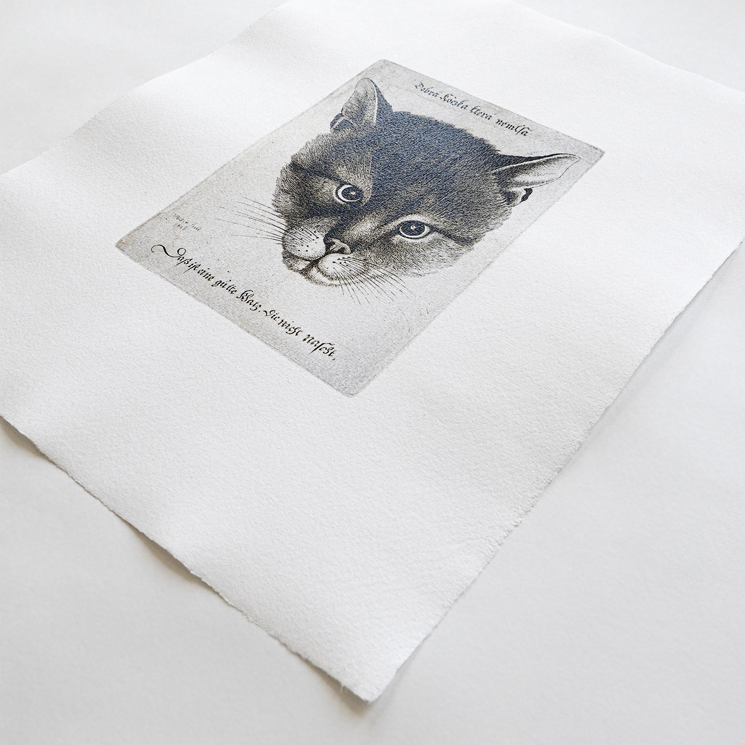 Wenzel Hollar Die gute Katze Radierung Katze Inschrift 17 Jahrhundert