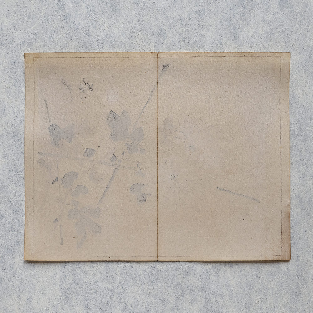 Taki Katei chrysantheme – japanischer Farbholzschnitt aus der Meiji-Zeit (1894)