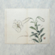 Taki Katei lilie – japanischer Farbholzschnitt aus der Meiji-Zeit (1894)
