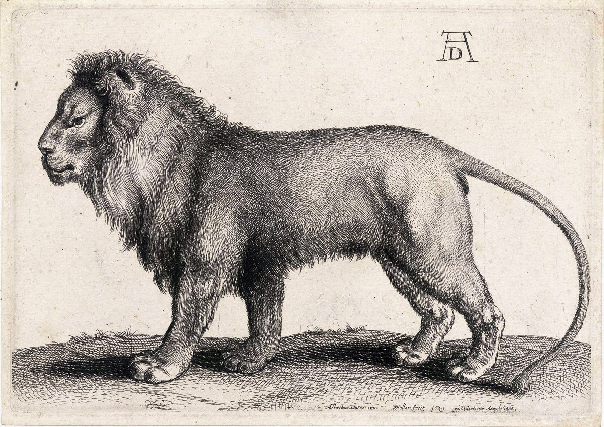 Wenzel Hollar – Löwe