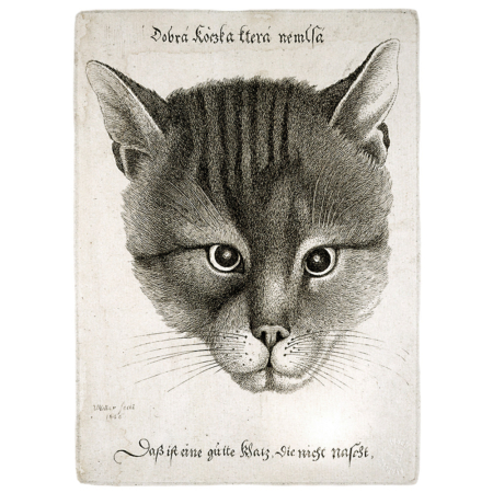 Wenzel Hollar Die gute Katze Radierung Katze Inschrift 17 Jahrhundert