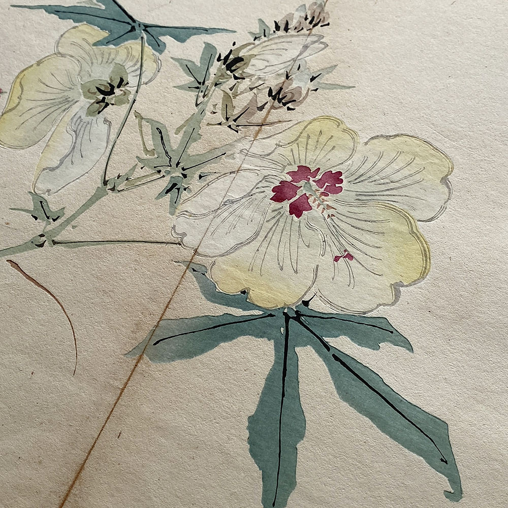 Taki Katei hibiskus – japanischer Farbholzschnitt aus der Meiji-Zeit (1894)