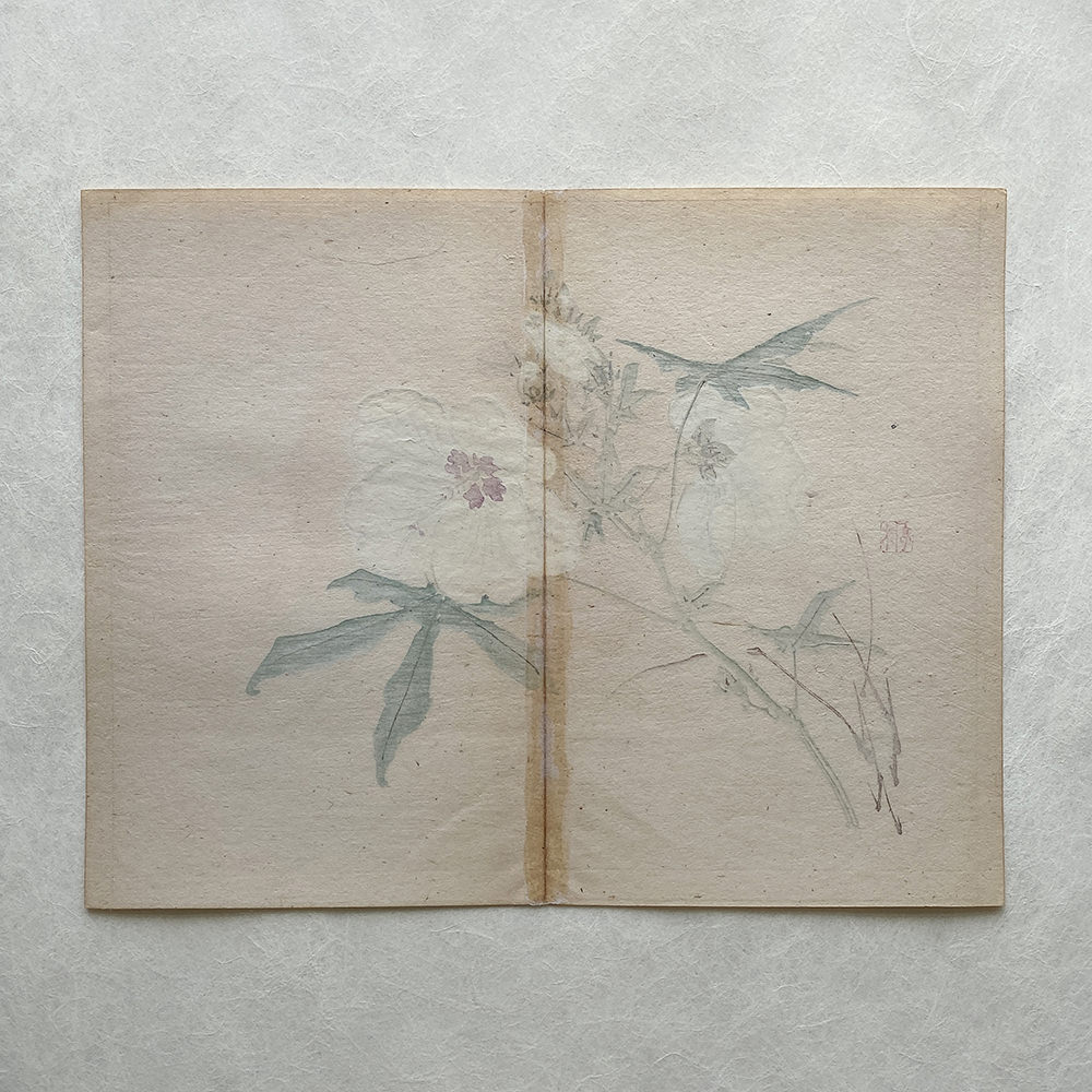 Taki Katei hibiskus – japanischer Farbholzschnitt aus der Meiji-Zeit (1894)